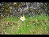 Påskelilje (Narcissus pseudonarcissus)