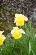 Påskelilje (Narcissus pseudonarcissus)