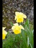Påskelilje (Narcissus pseudonarcissus)