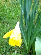 Pinselilje (Narcissus poeticus)