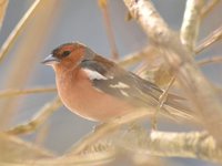 Bokfink (Fringilla coelebs)