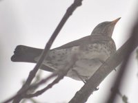 Gråtrost (Turdus pilaris)