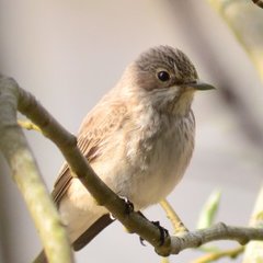 Gråfluesnapper (Muscicapa striata)