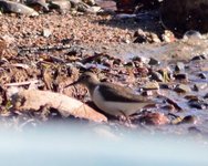 Strandsnipe (Actitis hypoleucos)