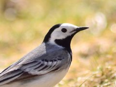 Linerle (Motacilla alba)