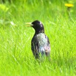 Stær (Sturnus vulgaris)