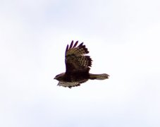 Musvåk (Buteo buteo)