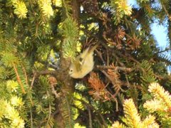 Fuglekonge (Regulus regulus)