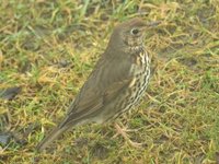 Måltrost (Turdus philomelos)