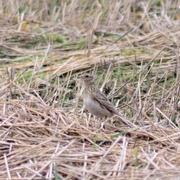 Sanglerke (Alauda arvensis)