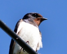 Låvesvale (Hirundo rustica)