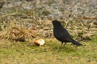 Svarttrost (Turdus merula)