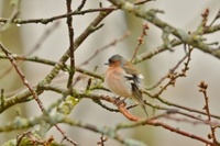 Bokfink (Fringilla coelebs)