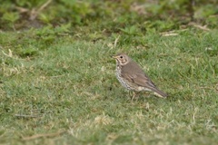 Måltrost (Turdus philomelos)