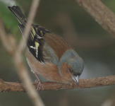 Bokfink (Fringilla coelebs)