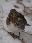 Gråtrost (Turdus pilaris)