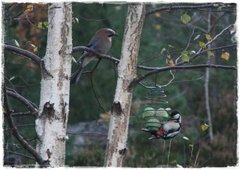 Nøtteskrike (Garrulus glandarius)