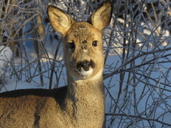 Rådyr (Capreolus capreolus)