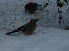 Nøtteskrike (Garrulus glandarius)