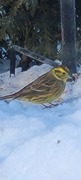 Gulspurv (Emberiza citrinella)