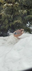 Nøtteskrike (Garrulus glandarius)