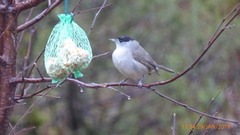 Munk (Sylvia atricapilla)