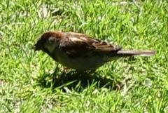 Gråspurv (Passer domesticus)