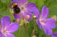 Humler (Bombus)