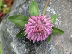 Rødkløver (Trifolium pratense)