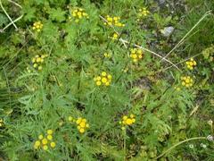 Reinfann (Tanacetum vulgare)