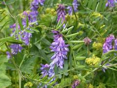 Fuglevikke (Vicia cracca)