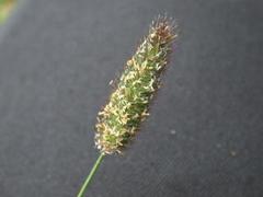 Fjelltimotei (Phleum alpinum)