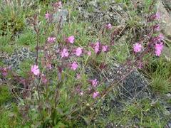 Rød jonsokblom (Silene dioica)