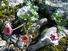 Issoleie (Ranunculus glacialis)