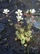 Knoppsildre (Saxifraga cernua)