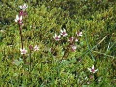 Stjernesildre (Saxifraga stellaris)