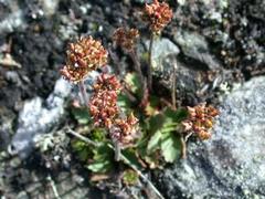 Snøsildre (Saxifraga nivalis)