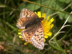 Fjellperlemorvinge (Boloria napaea)