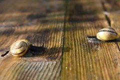 Lundsnegl (Cepaea nemoralis)