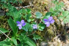 Skogfiol (Viola riviniana)