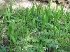 Liljekonvall (Convallaria majalis)