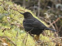 Svarttrost (Turdus merula)