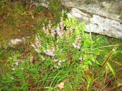 Røsslyng (Calluna vulgaris)