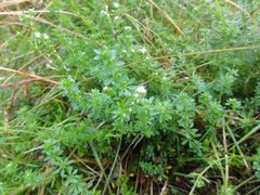 Kystmaure (Galium saxatile)