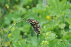 Svartstarr (Carex atrata)
