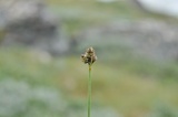 Fjellstarr (Carex norvegica)