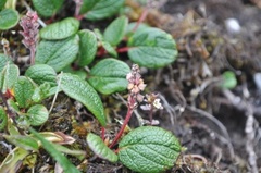 Rynkevier (Salix reticulata)