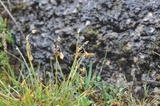 Fingerstarr (Carex digitata)