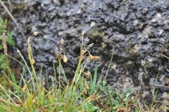 Fingerstarr (Carex digitata)