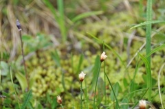 Trillingsiv (Juncus triglumis)